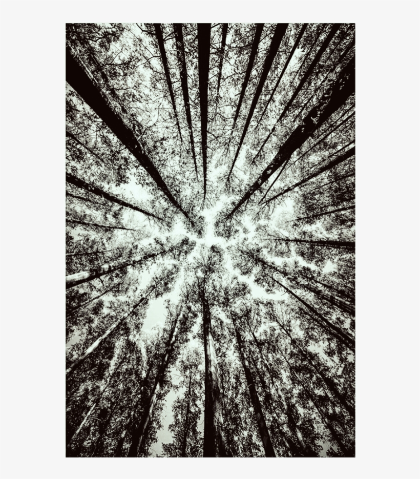 Wood Background Overlay Fotoedit - Grove, transparent png download