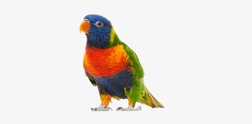 Walking Small Parrot - Colourful Ringer Bells Toy For Bird Parrot African, transparent png download