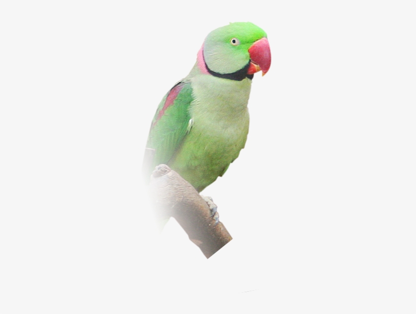 Transparent Ring Necked Parakeet Transparent PNG - 266x540 - Free