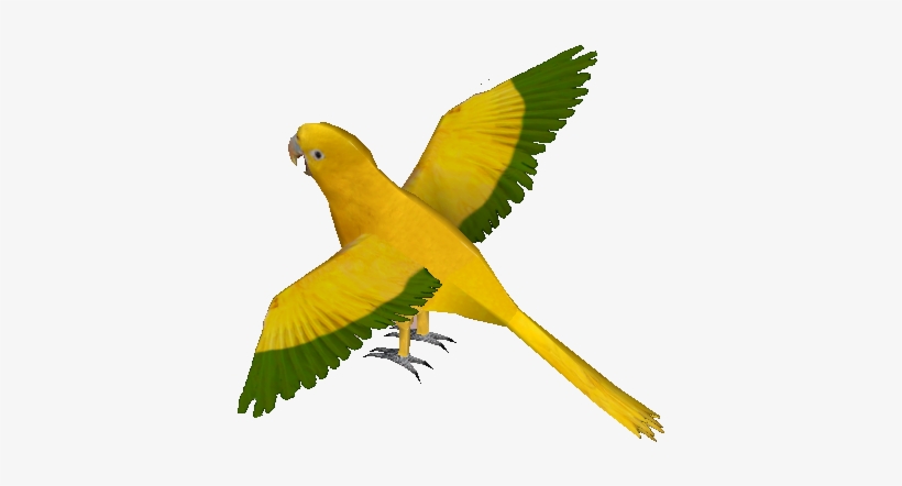 Golden Parakeet, transparent png download