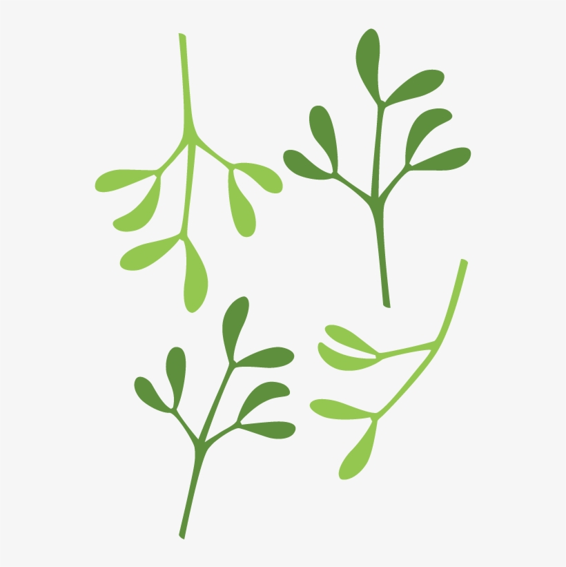 Mistltoe Template In Png - Mistletoe, transparent png download