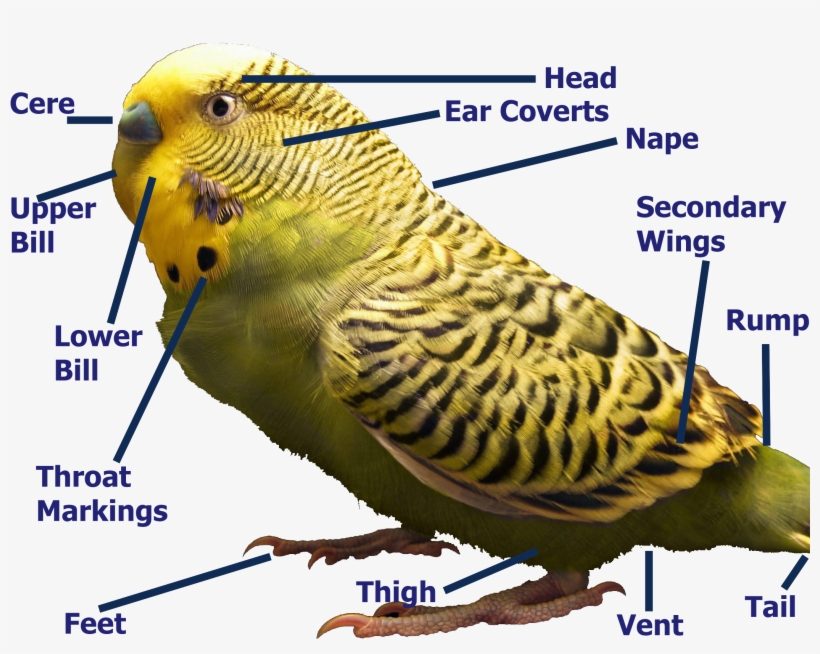 Zebrahighres Labeled - Budgies Information, transparent png download