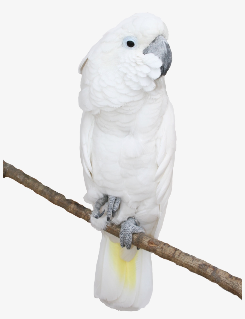 Parrot, transparent png download