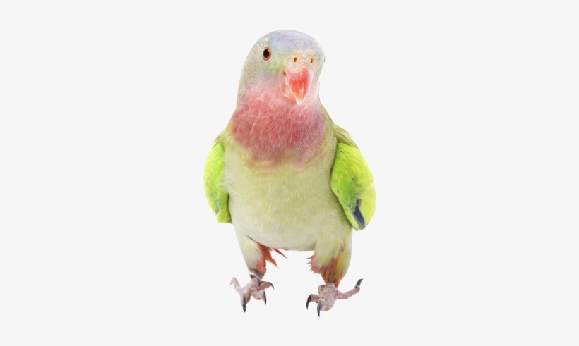 Why Choose A Parakeet To Be The Star Of Your Ecard - Princess Parrot, transparent png download
