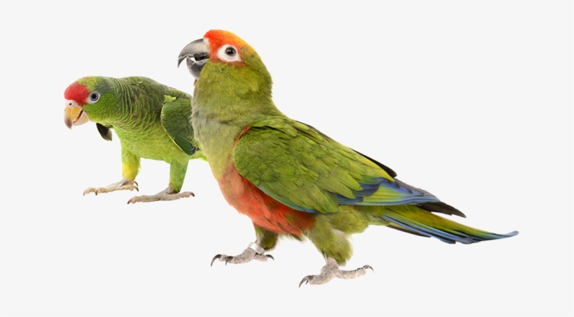 Clip Art Royalty Free Stock Birds Breeders Of Prey Baby Parrots Transparent Transparent Png 667x374 Free Download On Nicepng