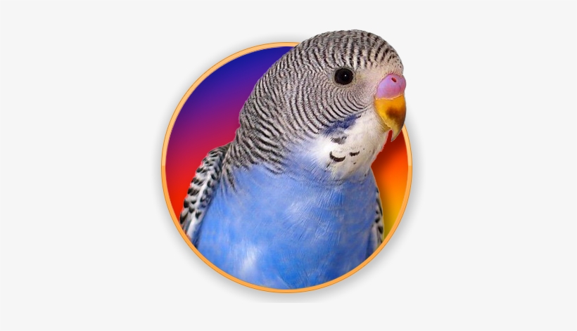 Pet, transparent png download