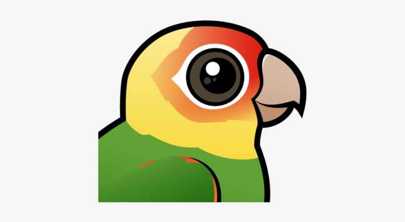 About The Carolina Parakeet - Pineapple Green Cheeked Conures, transparent png download