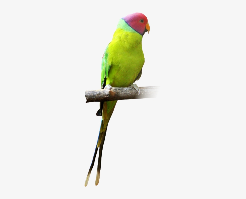 Parrot Ka, transparent png download