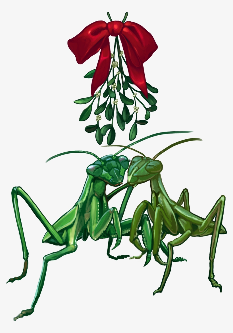 2013 Christmascard Mantis1scaled 2013 Christmascard - Mistletoe, transparent png download