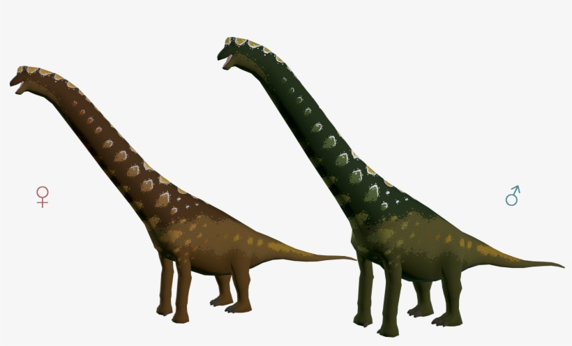 Brachiosaurus 3 Conifer - Brachiosaurus, transparent png download