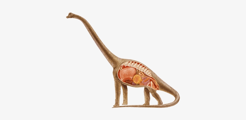 Brachiosaurus - Sauropod With Spikes, transparent png download