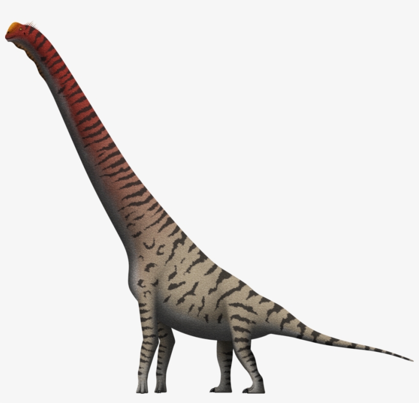 Vector Library Giraffatitan Brancai By Spinoinwonderland - Brachiosaurus Giraffatitan, transparent png download