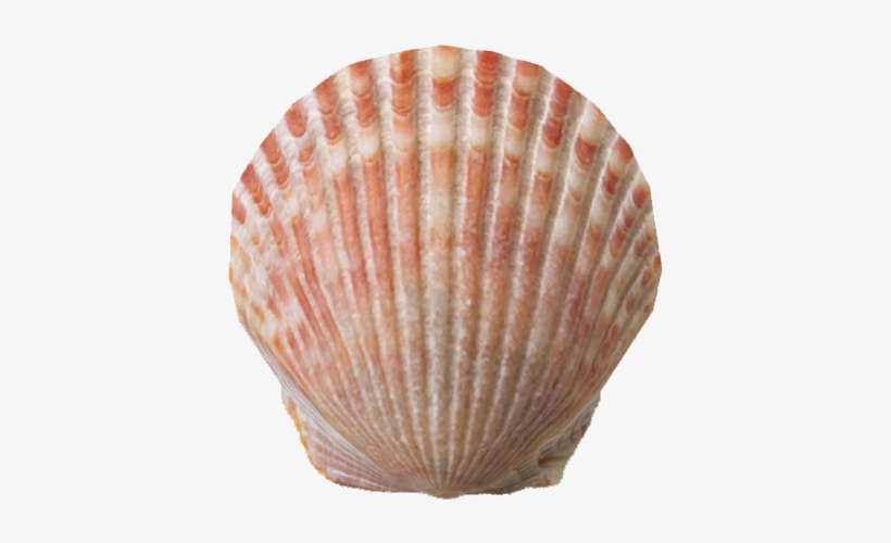 Sea Shell 3 - Concertos Op. 10 Nos., transparent png download