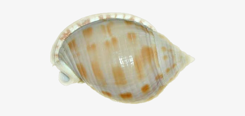 Clipart - Seashell, transparent png download