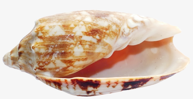 Sea Shell Png Transparent Image Pngpix - Seashell, transparent png download