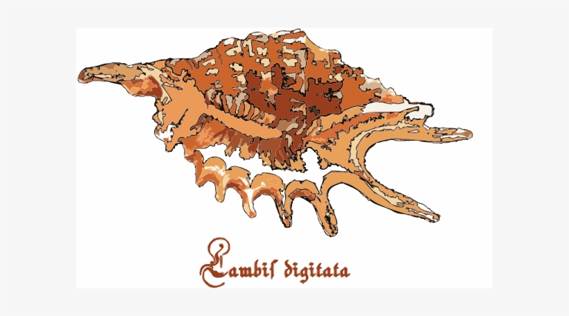 Original Png Clip Art File Sea Shell Svg Images Downloading, transparent png download