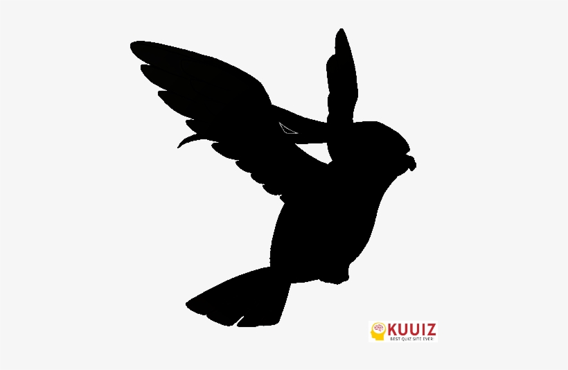 Pidgeotto - Whos That Pokemon Pidgeot, transparent png download