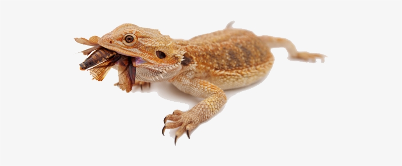 Bearded Dragon Png Image - Bearded Dragon Eating Bugs, transparent png download