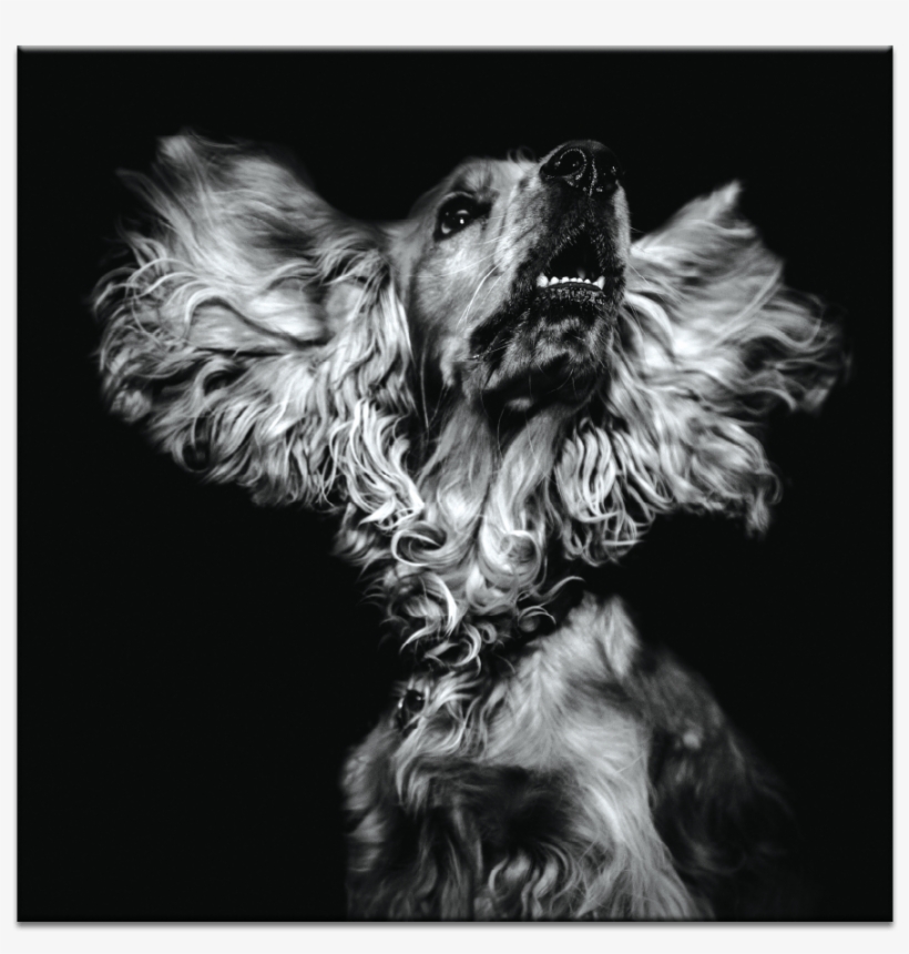 Bearded Dragon - Cuidado Con El Perro Teatro, transparent png download
