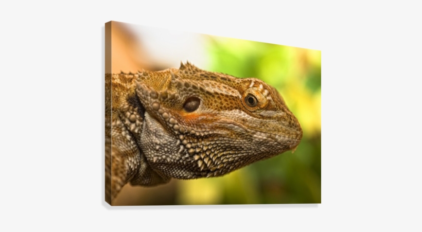 Portrait Of A Bearded Dragon Canvas Print - Portrait Of A Bearded Dragon Poster, transparent png download
