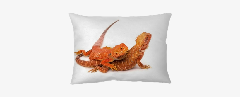 Bearded Dragons, transparent png download