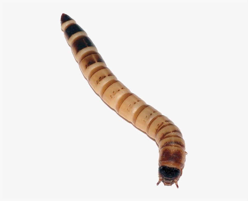 Superworms Look Very Similar To Mealworms But They - Worms That Bearded Dragons Eat, transparent png download