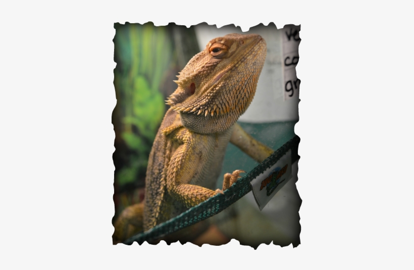 Bearded Dragon - Michael Godard, transparent png download