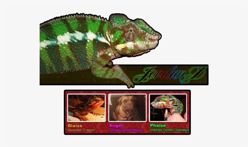 1 - 0 - 0 - 0 Orange Tiger Translucent Bearded Dragon - Common Chameleon, transparent png download
