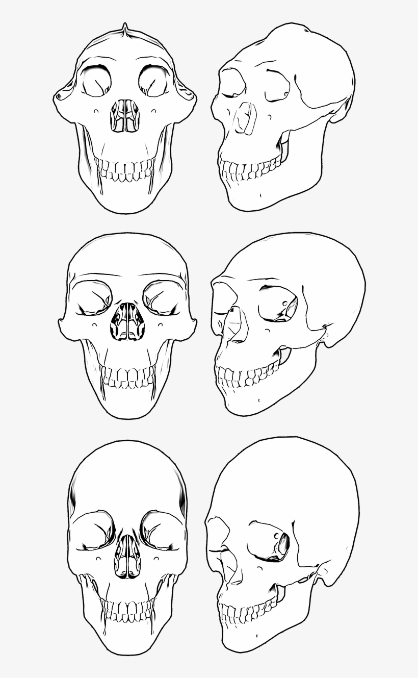 Skull Skulls Skeleton - Craneo De Cavernicola Png, transparent png download