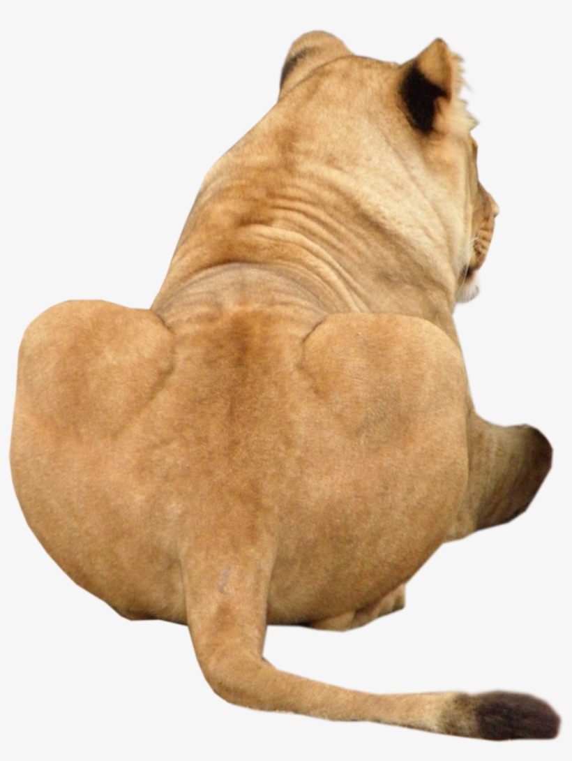 Free Png Lion Animal Png Images Transparent - Lion, transparent png download