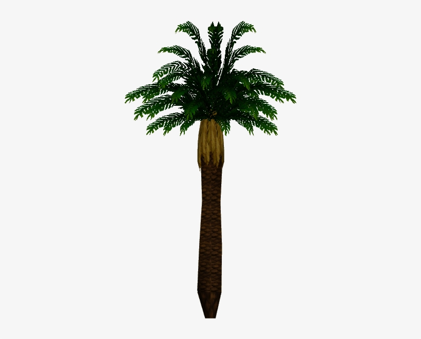 Tropical Palm - Wiki, transparent png download