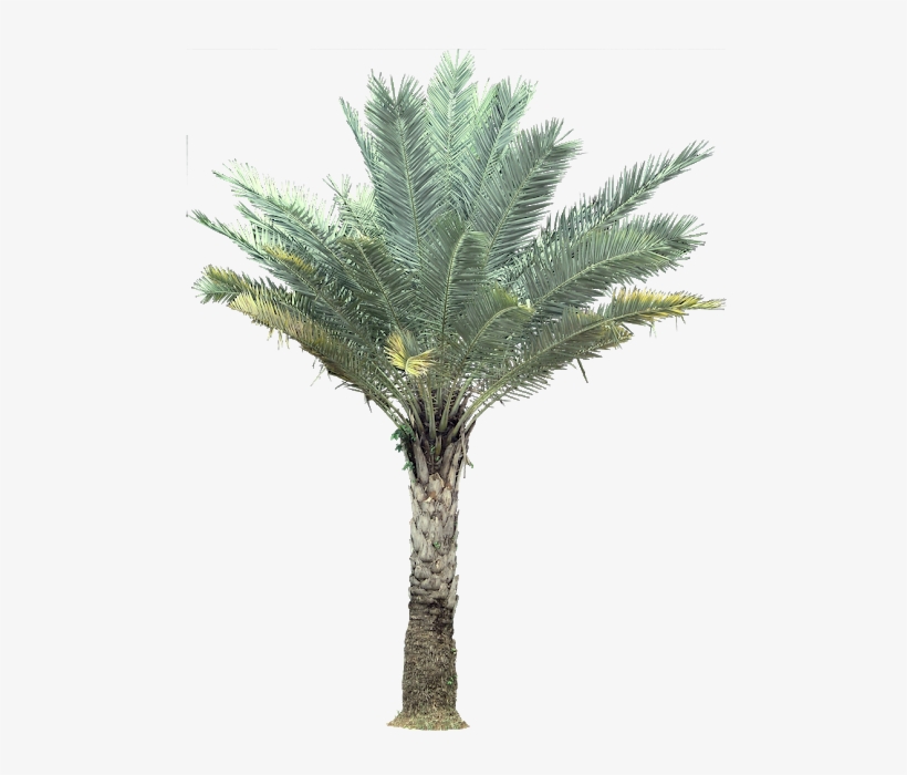 Transparent Palm Tree Plant Images - Silver Date Palm Png, transparent png download
