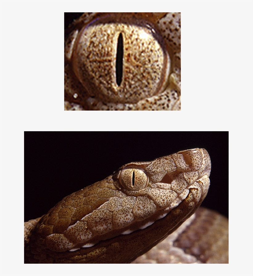 All Seeing Eye - Eyes Of A Serpent, transparent png download