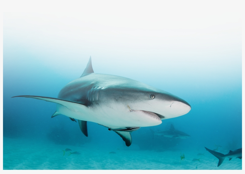 Image Description - Sharks: Amazing Pictures & Fun Facts On Animals, transparent png download