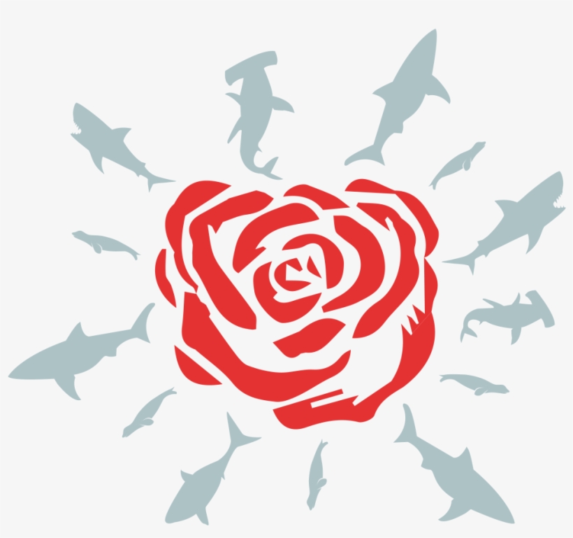 Discover Ideas About Shark - Illustration, transparent png download