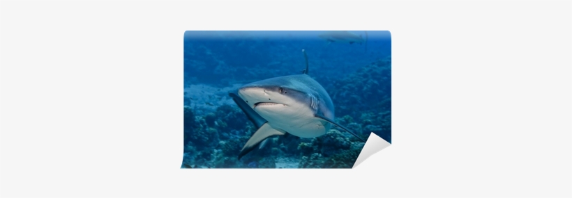 Shark, transparent png download