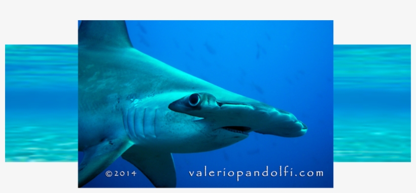 How You Can Help Shark Species Shark Info Why Save - Shark, transparent png download