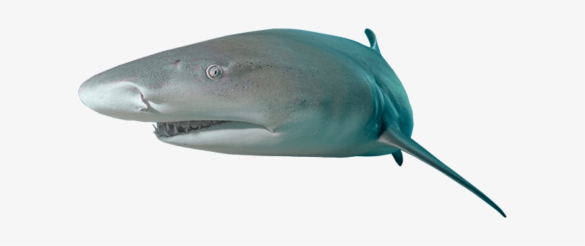 A Stocky And Powerful Shark And Can Grow To Over 3m - Book Shark Lemon, transparent png download