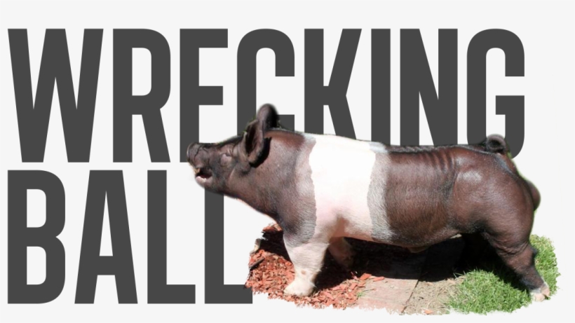 Wrecking Ball - Pre-order - Overrun - Last Call - - Suidae, transparent png download