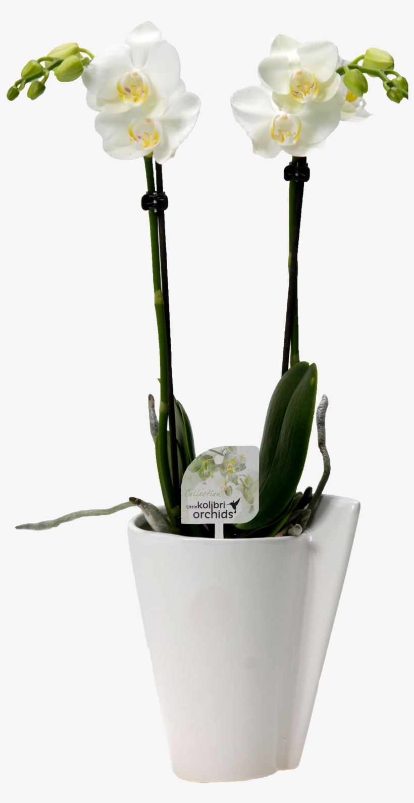 Little Kolibri Orchids Ontdek Ze Allemaal - Orchids, transparent png download