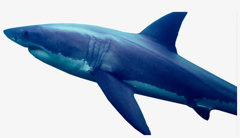 Great White Shark Png, transparent png download