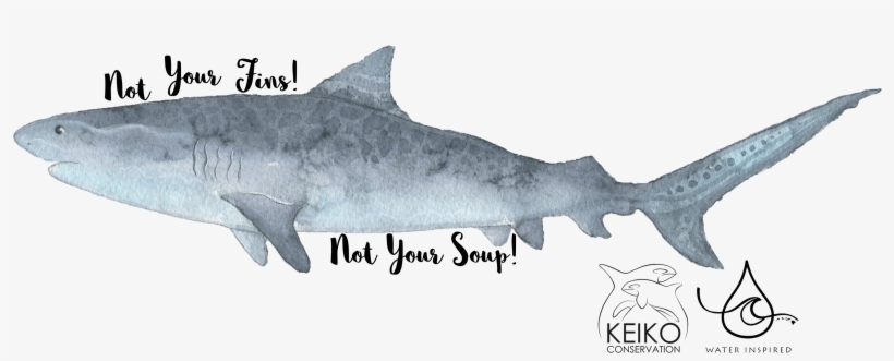 @keiko Conservation Keiko Conservation Keikoconservaion - Shark! Mug, transparent png download