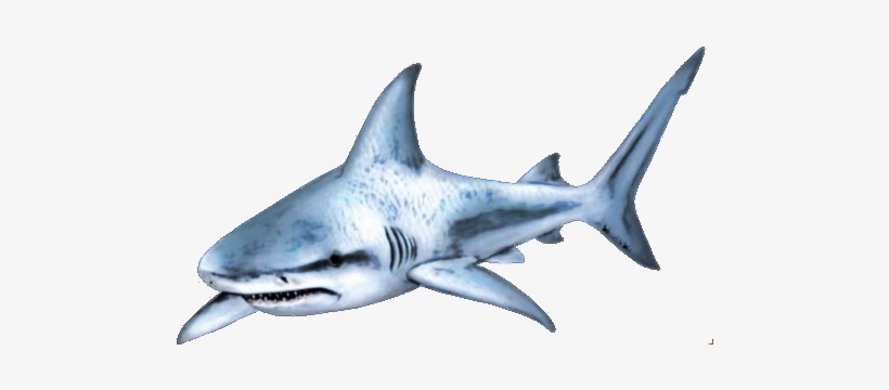 Shark Png Transparent - Shark Png, transparent png download