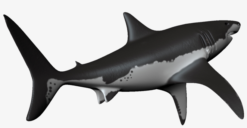 Shark, transparent png download