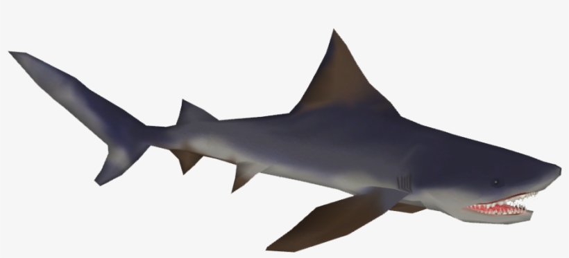 Borneo Shark - Wiki, transparent png download