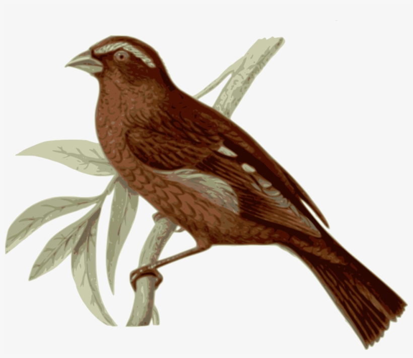 Birds Vector Realistic - Brown Feathered Bird, transparent png download