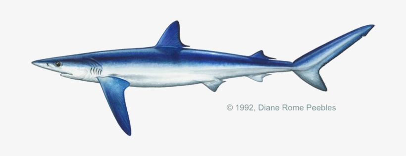 Carcharhinidae Family - Blue Shark, transparent png download