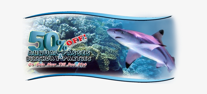 Header-shark Austin Aquarium - Austin Aquarium, transparent png download