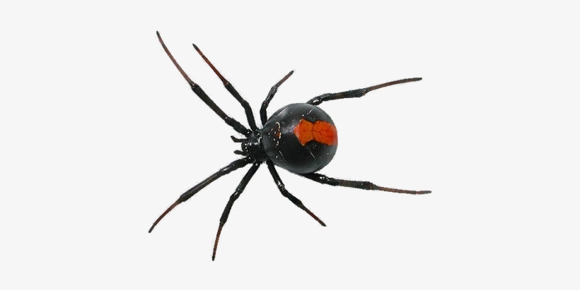 Browse Newest - Spider Png, transparent png download