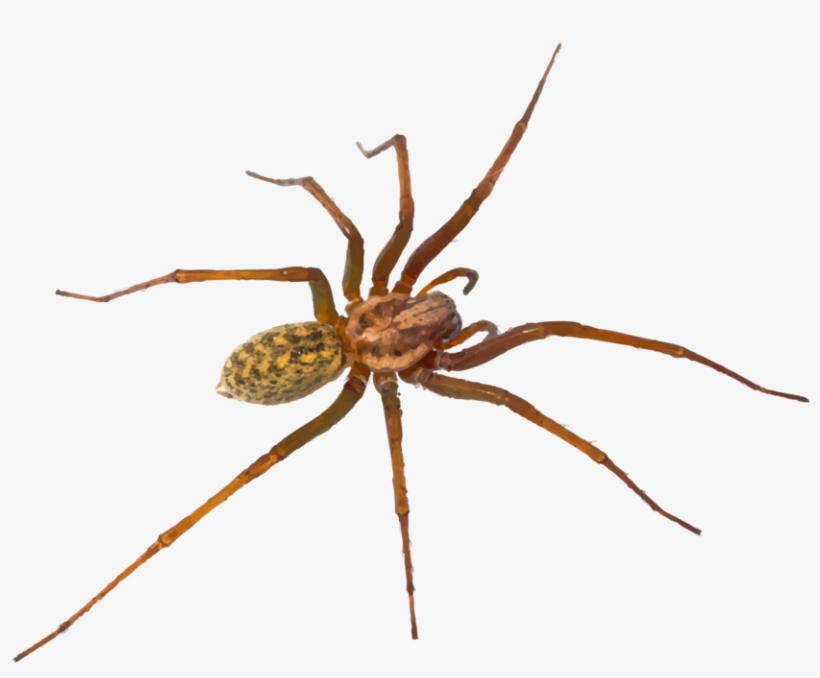 Texas Has Many Varieties Of Spiders, Some Quite Venomous - Tegenaria Domestica Florida Spiders, transparent png download